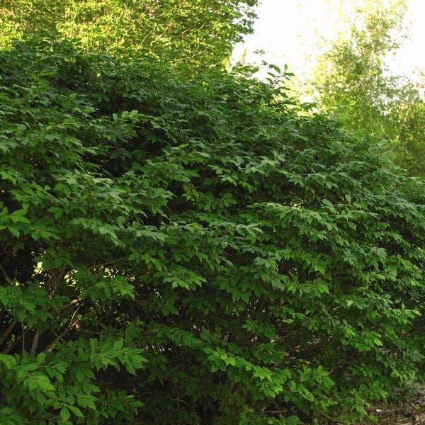 Compacta Burning Bush (Euonymus alatus 'Compactus') growing in a garden landscape, showing mature shrub form.