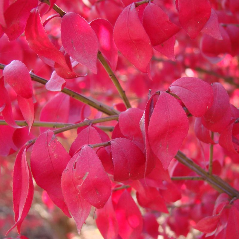 Compacta Burning Bush (Euonymus alatus 'Compactus'), a shrub featuring yellow flowers and deciduous.