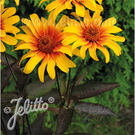 Close-up of red, yellow heliopsis flowers on Burning Hearts False Sunflower.