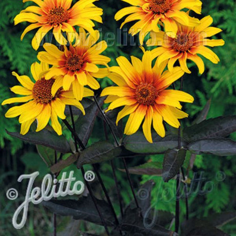 Perennial foliage of Burning Hearts False Sunflower (Heliopsis helianthoides var. scabra 'Burning Heart...) in a garden setting.