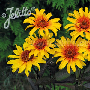 Burning Hearts False Sunflower (Heliopsis helianthoides var. scabra 'Burning Heart...), a perennial featuring red, yellow flowers and perennial.