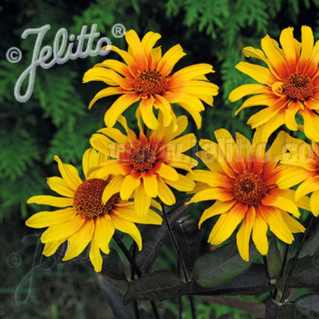 Burning Hearts False Sunflower (Heliopsis helianthoides var. scabra 'Burning Heart...), a perennial featuring red, yellow flowers and perennial.