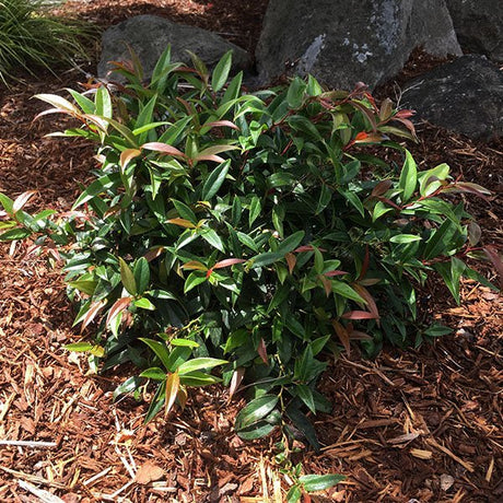 Burning Love™ Dwarf Leucothoe - Bush - Nature Hills Nursery - 1 Container - 