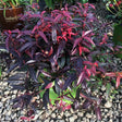 Burning Love&trade; Dwarf Leucothoe - Nature Hills Nursery - #1 Container - 