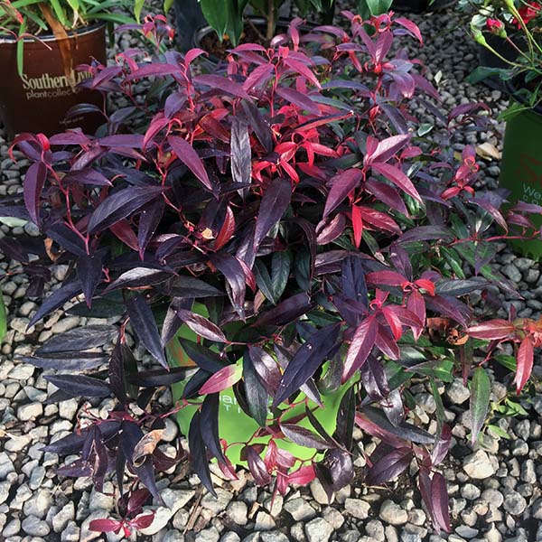 Burning Love&trade; Dwarf Leucothoe - Nature Hills Nursery - #1 Container - 