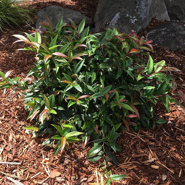 Burning Love&trade; Dwarf Leucothoe - Nature Hills Nursery - #1 Container - 