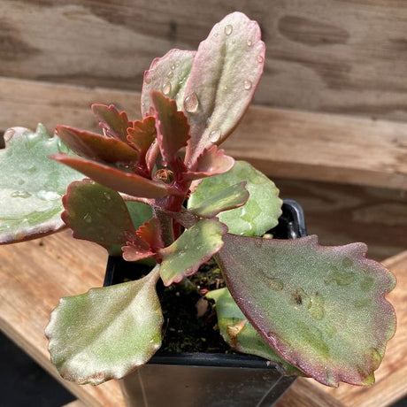 Burro's Tail, String of Pearls, and Six Angled Kalanchoe 3 Pack - Nature Hills Nursery - 3 Pint Pack - 