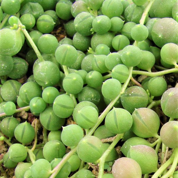 Burro's Tail, String of Pearls, and Six Angled Kalanchoe 3 Pack - Houseplant - Nature Hills Nursery - 