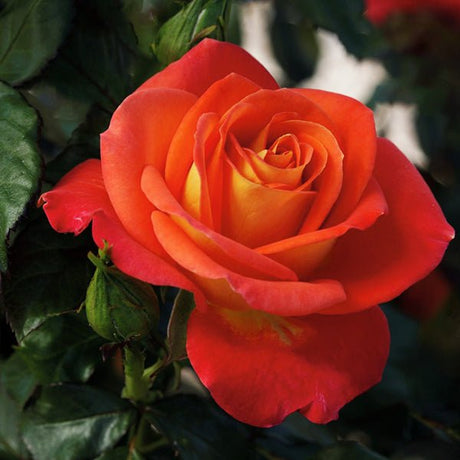 Burst of Joy™ Rose Tree Form - Rose - Nature Hills Nursery - 5 Container 3 - 4 Feet - 