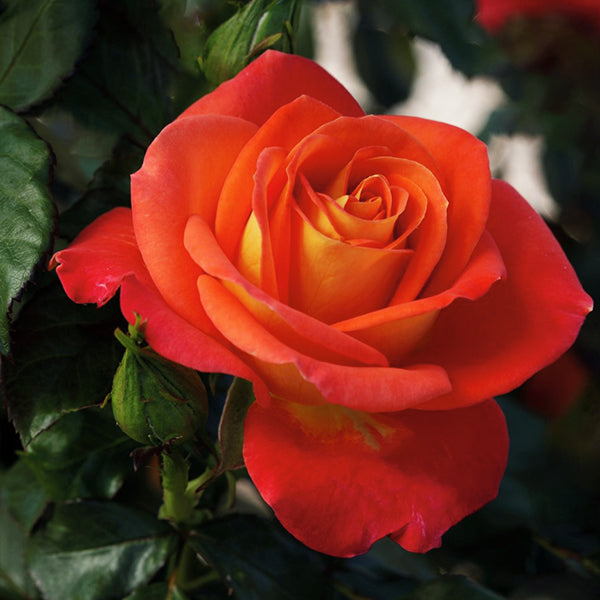 Burst of Joy™ Rose Tree Form