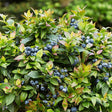 Bushel and Berry&reg; Jelly Bean&reg; Blueberry Bush
