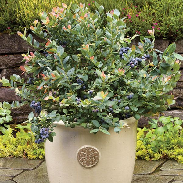 Bushel and Berry&reg; Pink Icing&reg; Blueberry Bush - Nature Hills Nursery - #1 Container - 