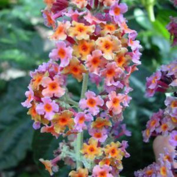 BiColor Butterfly Bush (Buddleia x weyeriana 'Bicolor') planted in a residential landscape.
