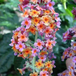 BiColor Butterfly Bush (Buddleia x weyeriana 'Bicolor') planted in a residential landscape.
