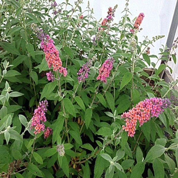 Close-up of purple, orange buddleia flowers on BiColor Butterfly Bush.