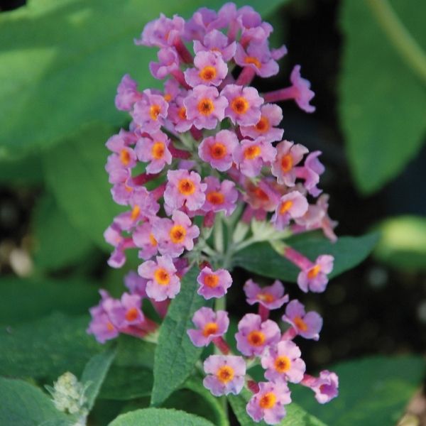 Deciduous foliage of BiColor Butterfly Bush (Buddleia x weyeriana 'Bicolor') in a garden setting.