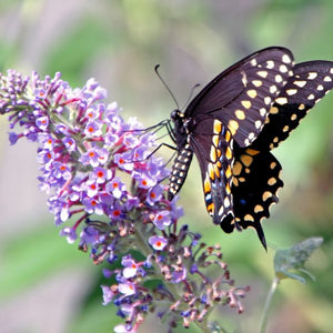 BiColor Butterfly Bush (Buddleia x weyeriana 'Bicolor') growing in a garden landscape, showing mature shrub form.