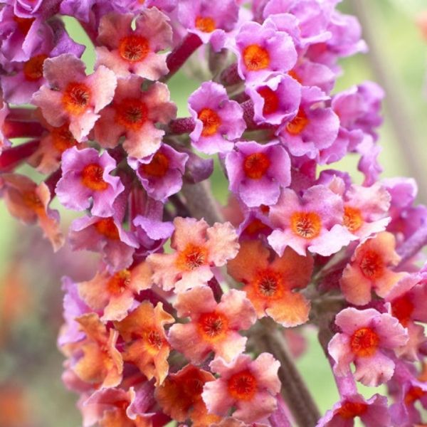 BiColor Butterfly Bush (Buddleia x weyeriana 'Bicolor'), a shrub featuring purple, orange flowers and deciduous.