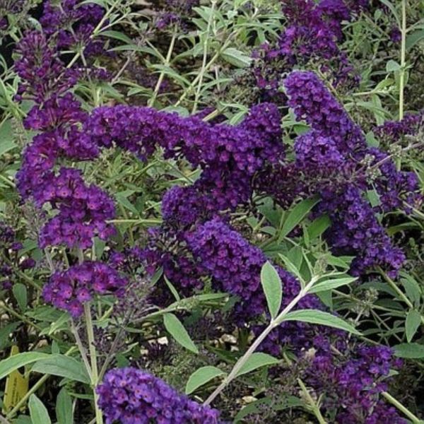 Close-up of purple buddleia flowers on Black Knight Butterfly Bush.