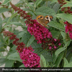 Miss Molly Butterfly Bush (Buddleia davidii 'Miss Molly') shrub detail, image 6 of 6.