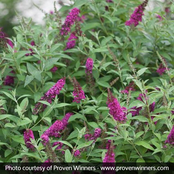 Miss Molly Butterfly Bush (Buddleia davidii 'Miss Molly'), a shrub featuring red, pink flowers and deciduous.