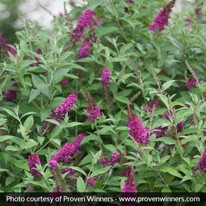 Miss Molly Butterfly Bush (Buddleia davidii 'Miss Molly'), a shrub featuring red, pink flowers and deciduous.