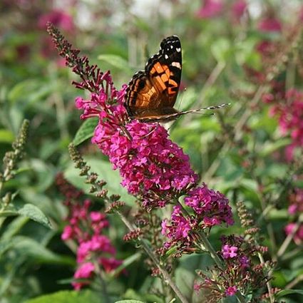 Miss Ruby Butterfly Bush (Buddleia davidii 'Miss Ruby'), a shrub featuring purple, pink flowers and deciduous.