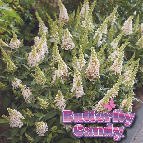 Butterfly Candy&trade; Lil’ Coconut&trade; Butterfly Bush - Nature Hills Nursery - #1 Container - 