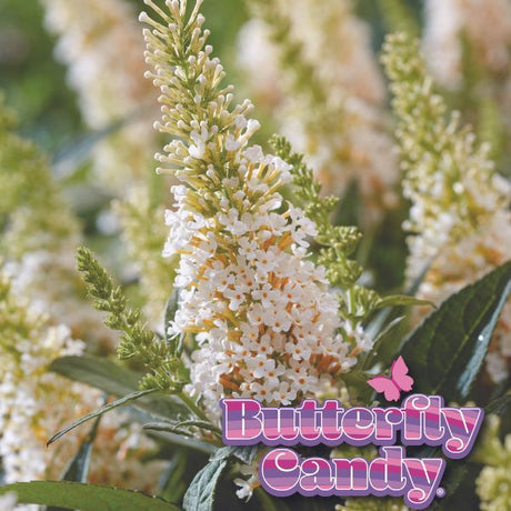 Butterfly Candy&trade; Lil’ Coconut&trade; Butterfly Bush - Nature Hills Nursery - #1 Container - 