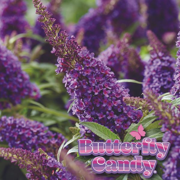 Butterfly Candy&trade; Lil’ Grape&trade; Butterfly Bush - Nature Hills Nursery - #1 Container - 