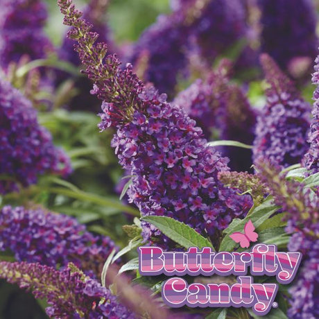 Butterfly Candy&trade; Lil’ Grape&trade; Butterfly Bush - Nature Hills Nursery - #1 Container - 