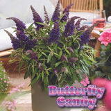 Butterfly Candy&trade; Lil’ Grape&trade; Butterfly Bush - Nature Hills Nursery - #1 Container - 