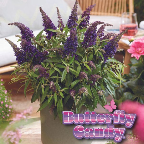 Butterfly Candy&trade; Lil’ Grape&trade; Butterfly Bush - Nature Hills Nursery - #1 Container - 