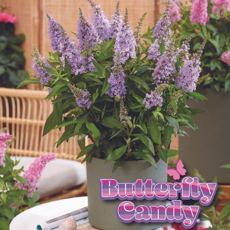 Butterfly Candy&trade; Lil’ Lavender&trade; Butterfly Bush - Nature Hills Nursery - #1 Container - 