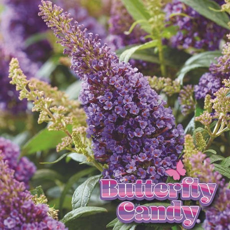 Butterfly Candy&trade; Lil’ Lavender&trade; Butterfly Bush - Nature Hills Nursery - #1 Container - 