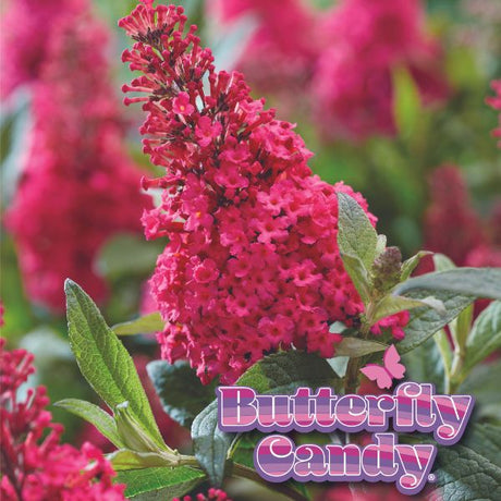 Butterfly Candy&trade; Lil’ Raspberry&trade; Butterfly Bush - Nature Hills Nursery - #1 Container - 
