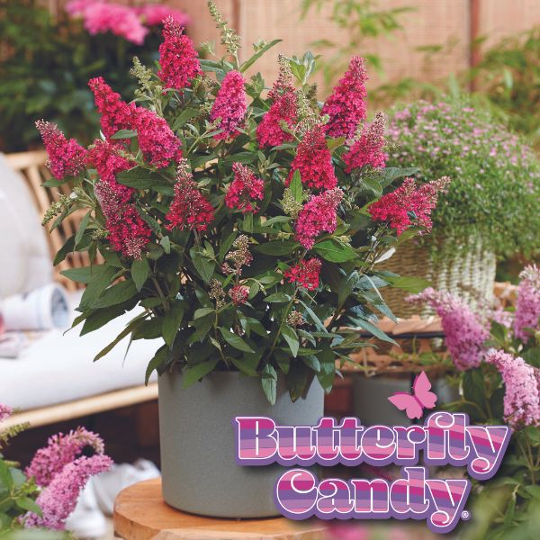 Butterfly Candy&trade; Lil’ Raspberry&trade; Butterfly Bush - Nature Hills Nursery - #1 Container - 