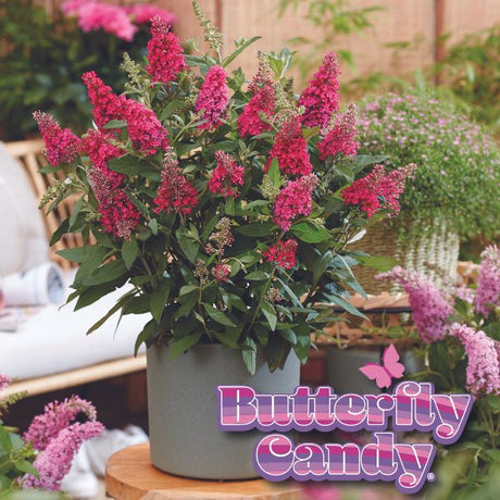 Butterfly Candy&trade; Lil’ Raspberry&trade; Butterfly Bush - Nature Hills Nursery - #1 Container - 