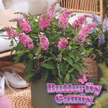 Butterfly Candy&trade; Lil’ Taffy&trade; Butterfly Bush - Nature Hills Nursery - #1 Container - 
