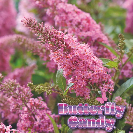 Butterfly Candy&trade; Lil’ Taffy&trade; Butterfly Bush - Nature Hills Nursery - #1 Container - 