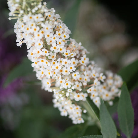 Close-up of white Butterfly Bush flowers with orange centers on a dense panicle, Buddleia davidii White Profusion.