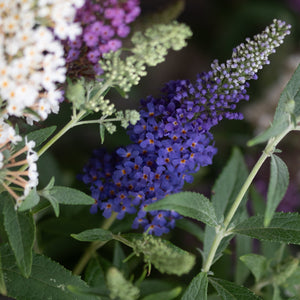 Butterfly Magic Butterfly Bush displaying deep blue-purple, white, and lavender flower spikes with orange-centered blooms amid green foliage.