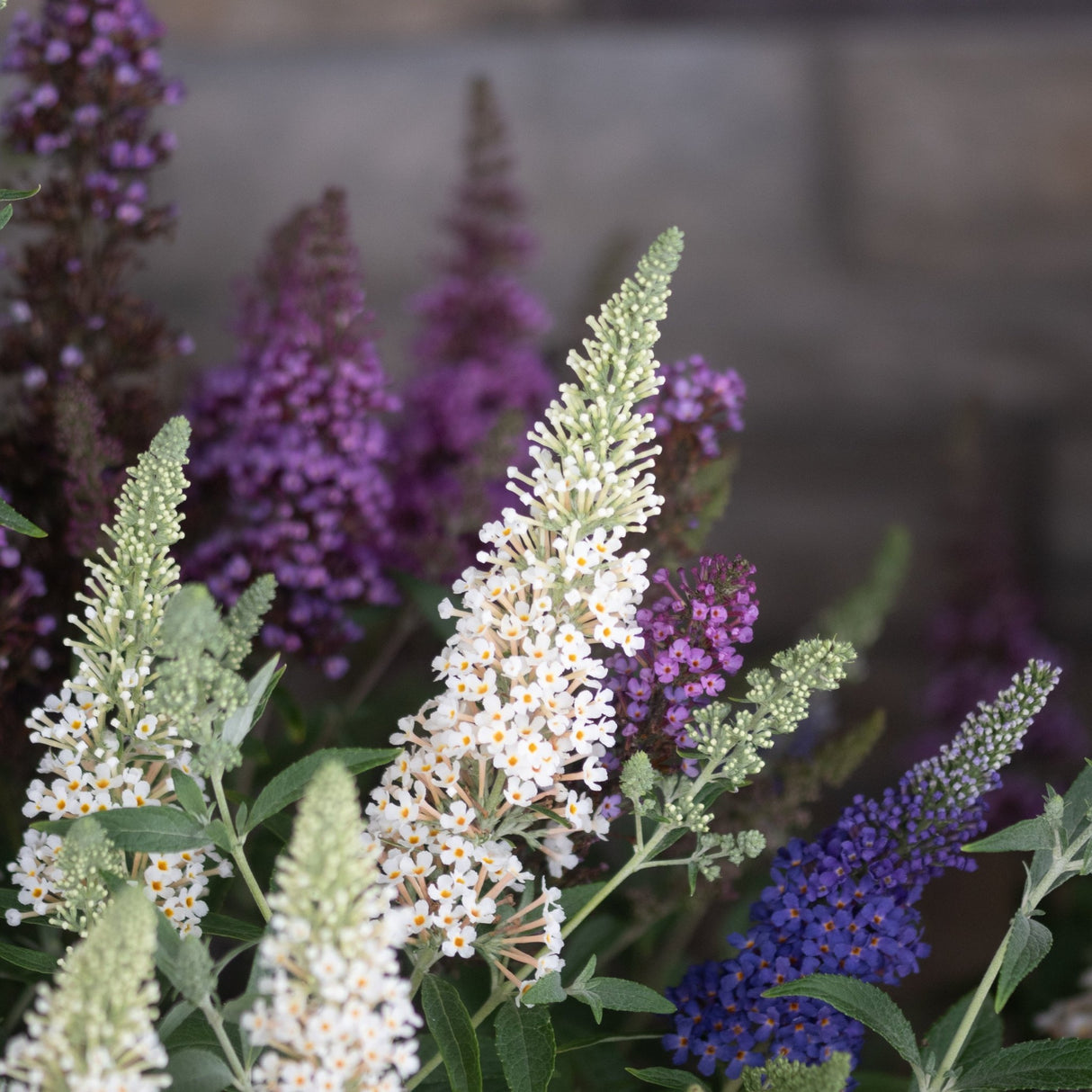 Butterfly Magic Butterfly Bush displaying white, purple, and blue flower spikes in a mixed planting with green budding panicles.