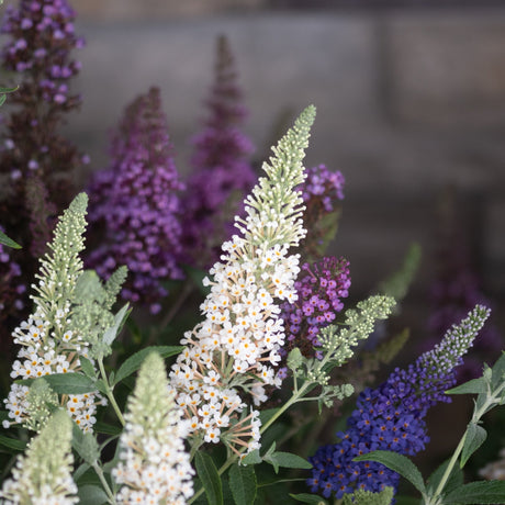 Butterfly Magic Butterfly Bush displaying white, purple, and blue flower spikes in a mixed planting with green budding panicles.