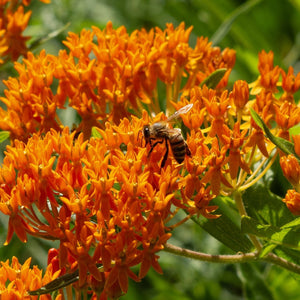 buy pot plant near me Butterfly Weed (Asclepias Tuberosa) Plant