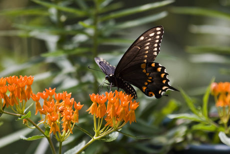 Black swallowtail butterfly perched on vibrant orange Butterfly Weed (Asclepias tuberosa) flowers.