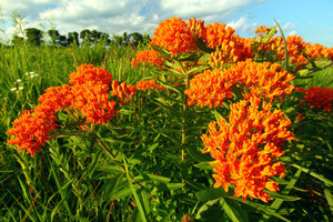 Vibrant field of orange Butterfly Weed (Asclepias tuberosa) blooming in a natural meadow under a blue sky.