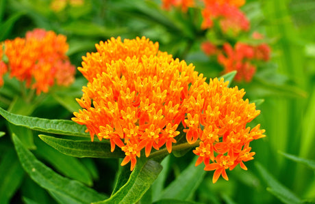 Detailed view of the bright orange flower clusters and green foliage of an Asclepias tuberosa plant.