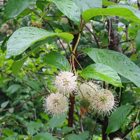 Close-up of white cephalanthus flowers on Buttonbush blooming in early summer to late summer.