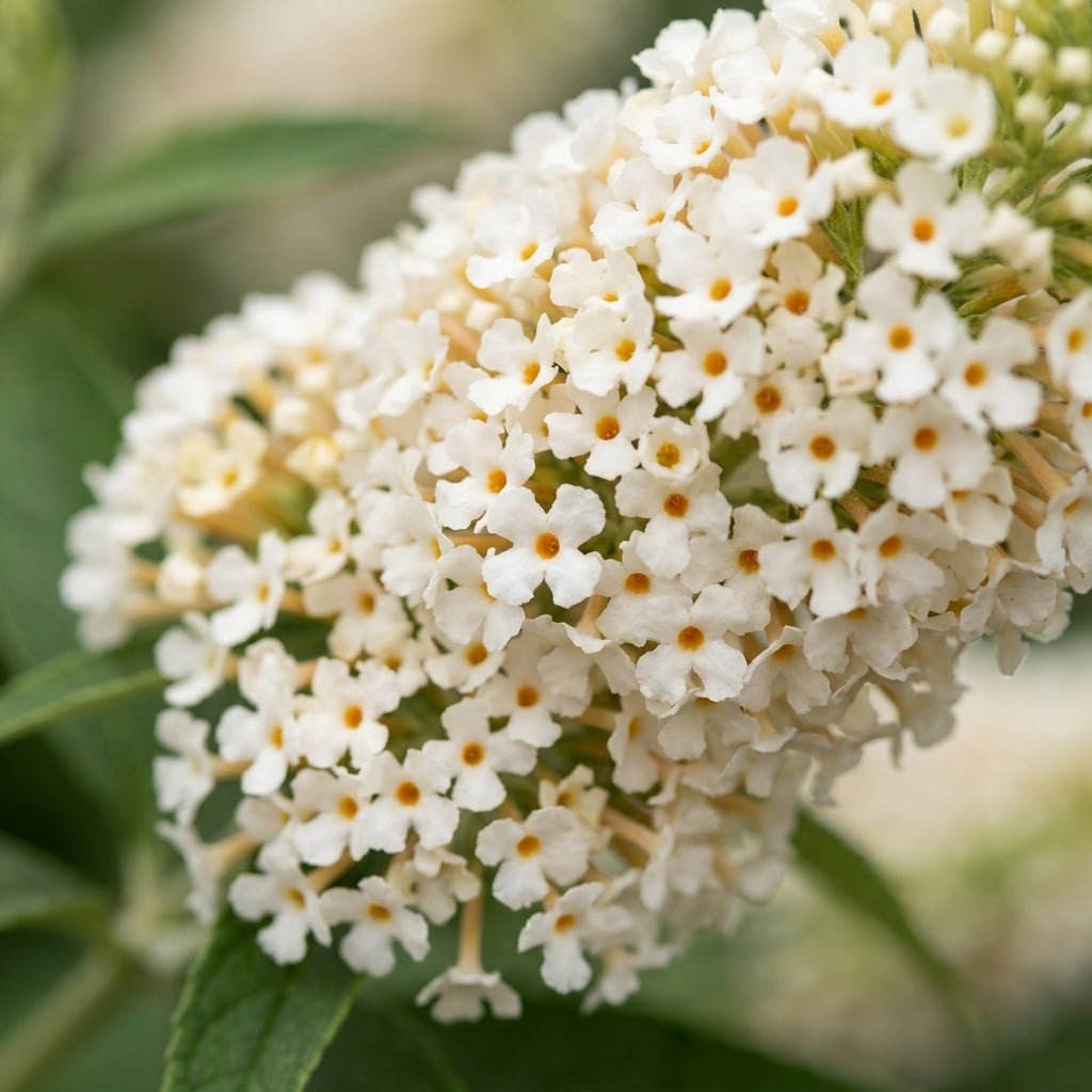 Buzz Ivory Butterfly Bush